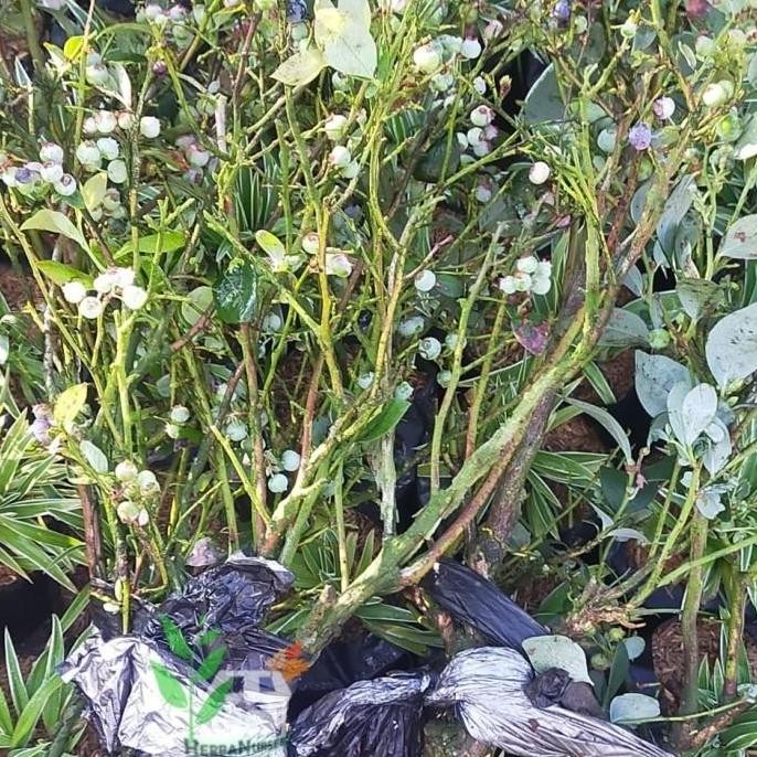 RESTOCK BIBIT POHON BLUEBERRY - POHON BUAH BLUEBERRY - BERBUAH S a PREMIUM