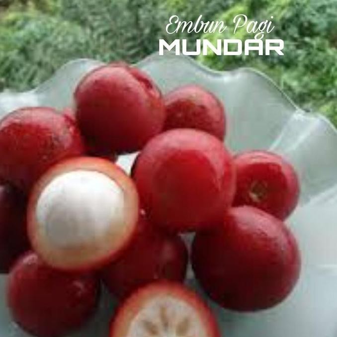 Bibit Buah Mundar 2,5 Meter Manggis Merah indukan pernah berbuah PREMIUM
