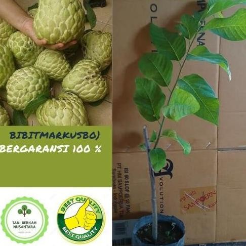 bergaransi lokal bibit tanaman buah srikaya jumbo IB1 PREMIUM