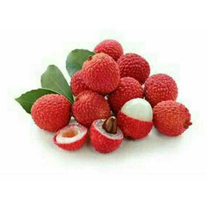 PREMIUM Bibit Buah Leci / Lychee Kom / Merah Super Unggul