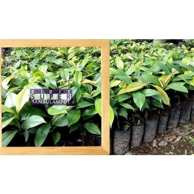 VIRALL Bibit Tanaman Buah manggis Okulasi Stek Cangkok Unggul a PREMIUM