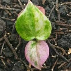 Berkualitas tanaman hias anthurium hokeri pink,  hukeri varigata pink (seedling) MURAH