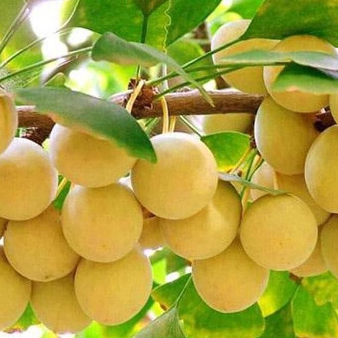 PREMIUM Biji//Bibit Buah Ginko Biloba I3R