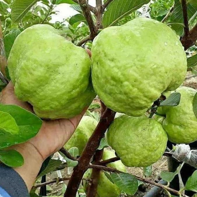 PREMIUM bibit buah jambu siumik pala okulasi / cangkok cepat berbuah