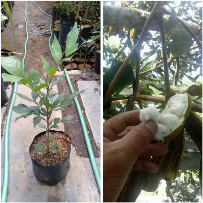 PREMIUM TANAMAN BIBIT POHO BUAH SALJU KHAS BALI SSSS