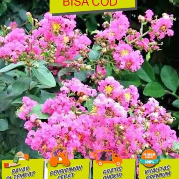 PREMIUM sakura asli jepang Bibit tanaman buah