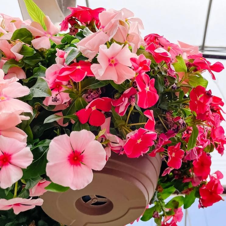 Benih Biji Bunga Vinca Juntai Gantung Banyak Warna