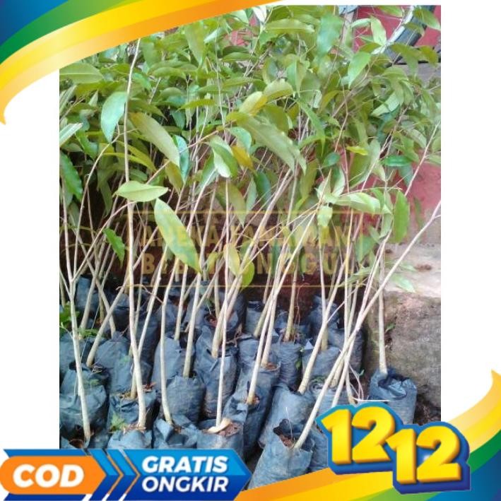 Asli 3Tanaman Bibit Pohon Gaharu Super Siap Tanam MURAH
