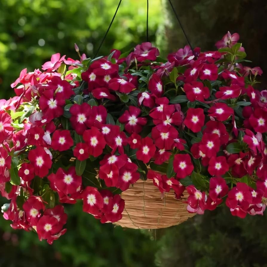Benih Bibit Bunga Gantung VINCA MAROON Tapak Dara isi 10 Biji