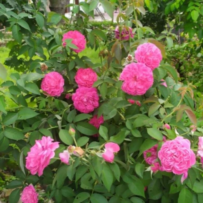 bibit tanaman indukan mawar kampung super wangi murah batang besar berbunga MURAH