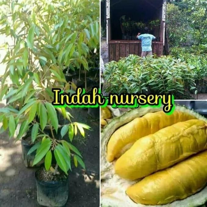 bibit buah durian montong merah asli-bibit durian super PREMIUM