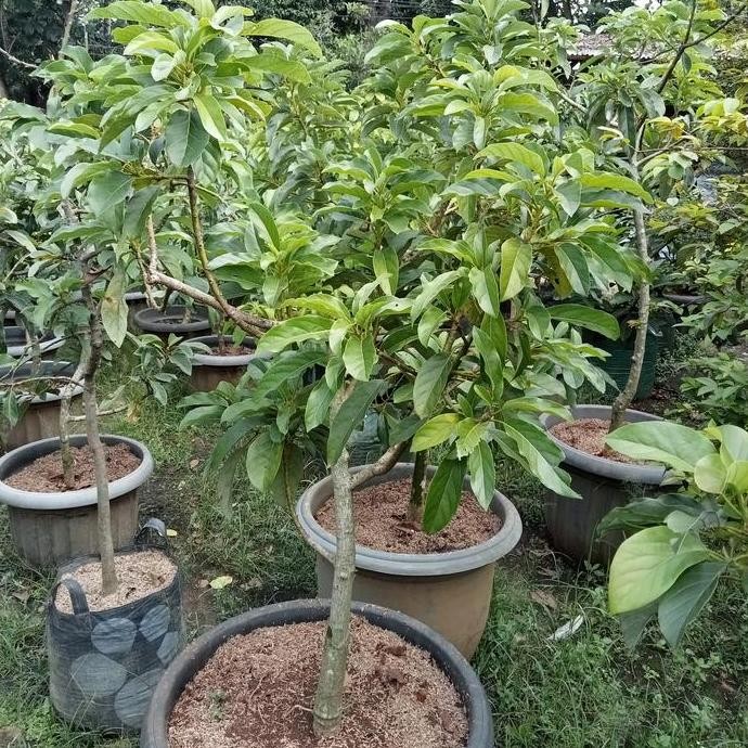 PREMIUM Bibit Pohon Alpukat Miki Siap Buah/Pohon Alpukat miki