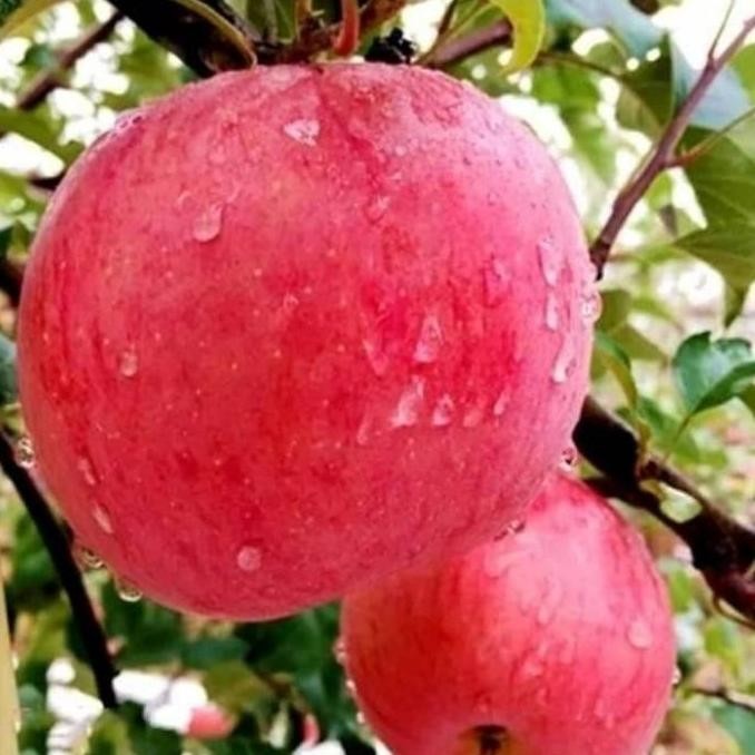 PREMIUM OBRAALL bibit pohon buah apel fuji UNGGULAN BANGETT