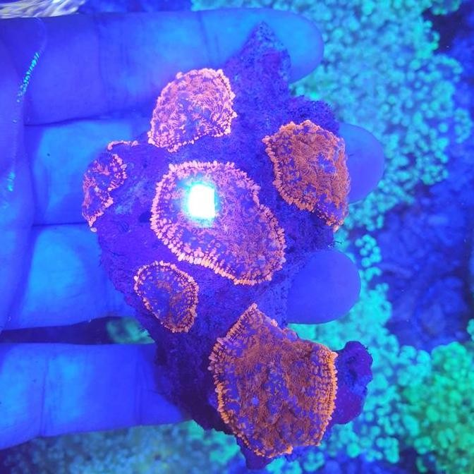 

Jamur Mata Sapi Orange Kualitas Terbaik Harga Termurah