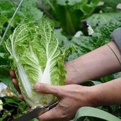 

Biji Benih Bibit Sayur Sawi Putih - Chinese Cabbage Seeds