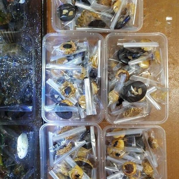 

Mix Cookies Keto Premium | Kukis Gluten Free Rendah Gula Stok Terbatas