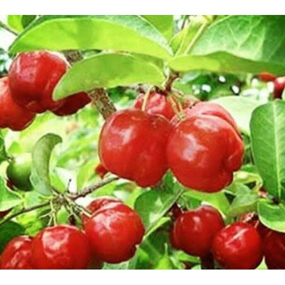 BIBIT Tanaman CERI BARBADOS VIETNAM Pohon Buah Unggul Cepat Berbuah VALID