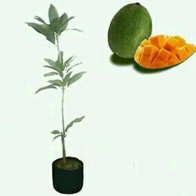 BIBIT MANGGA MANALAGI HASIL CANGKOK BERBUAH BANYAK BIBIT POHON BUAH VALID