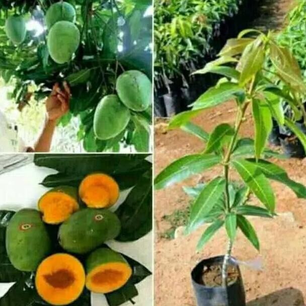 Obral bibit tanaman buah mangga alpukat berbunga bibit buah mangga VALID