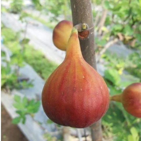 Bibit buah tin Red Palestine | Fresh cangkok pohon tin SUPER MMMM VALID