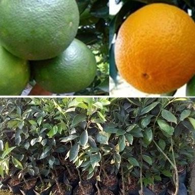 Bibit Jeruk Sunkis MMMM VALID