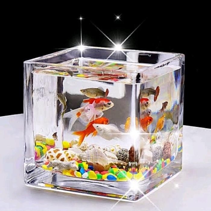 Aquarium Mini Kaca Minimalis / Akuarium Ikan Kecil Aesthetic MURAH