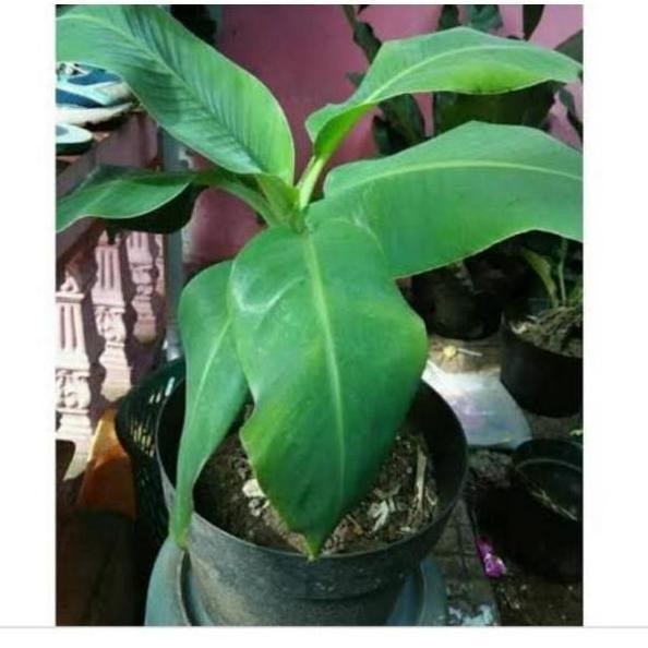 Bibit Buah Pisang Bril/Bibit Buah Pisang Import Pisang ATV