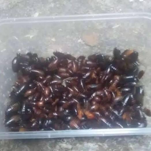 keterlak kecoa batu umpan ( 1kail 1-2ekor kecoa )