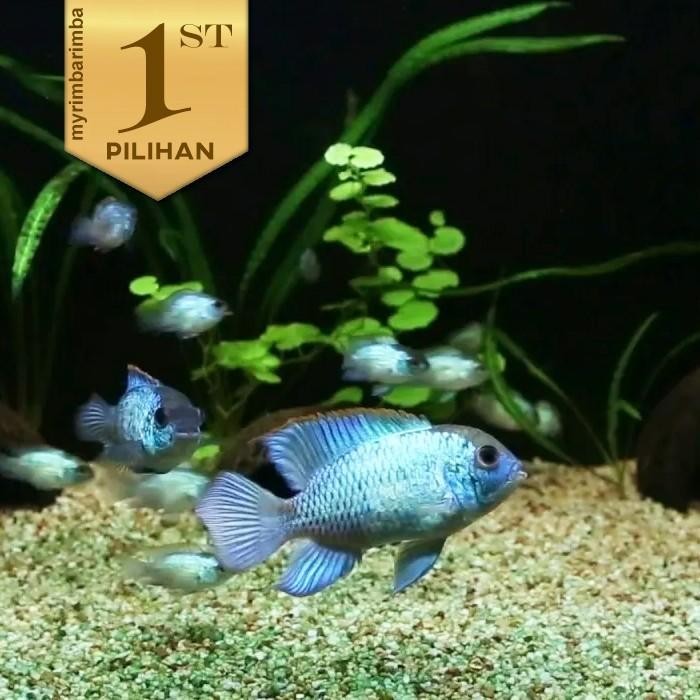 RA Cichlid Blue Acara Jumbo Ikan Hias Aquascape Hiasan Aquarium Tanaman Air