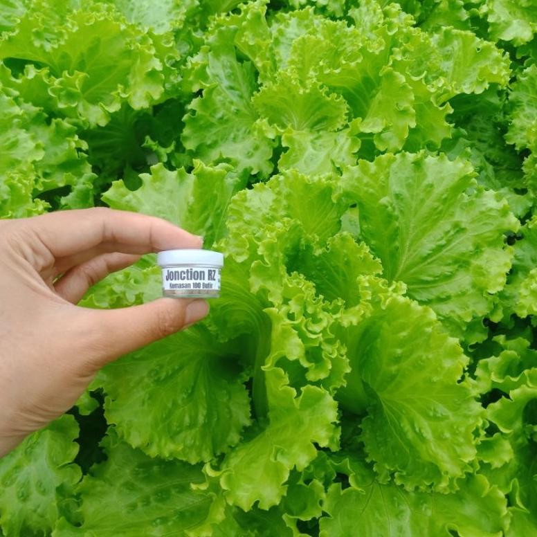 Benih Selada RZ Jonction RZ Junction 100 Butir / Pills Bibit Selada RZ Flo Hidroponik