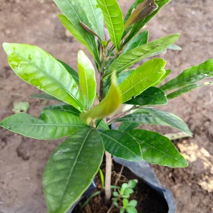 POHON bibit buah magic fruit miracle/pohon buah ajaib DDDD TERLARIS