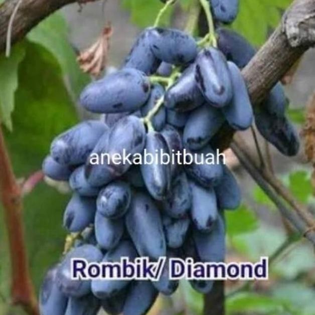 BIBIT ANGGUR DIAMOND (bibit hasil ownroot/stek batang)