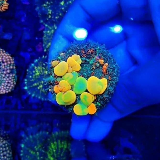 

Bst Ready Mushroom / Jamur Og Bounce Reef Wysiwyg Best Seller