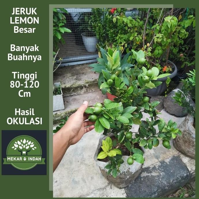 

TERBARU - bibit pohon jeruk lemon import / tanaman jeruk lemon