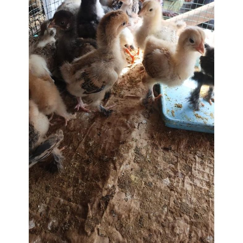 

Hot Ayam Brahma -Ayam Hias Brahma - Brahma Asli My56