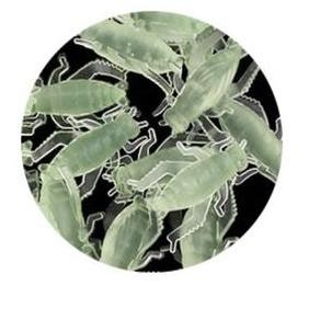 Umpan Pancing Serangga Mirip Jangkrik / Umpan Ikan Allshop