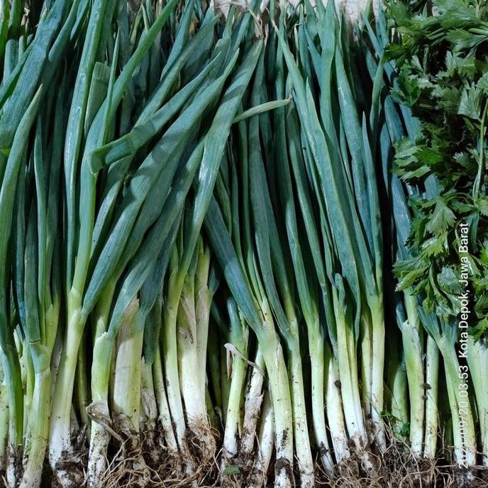 

JH8 Daun Bawang | Daun Bawang Kiloan | Daun Bawang 500 Gr