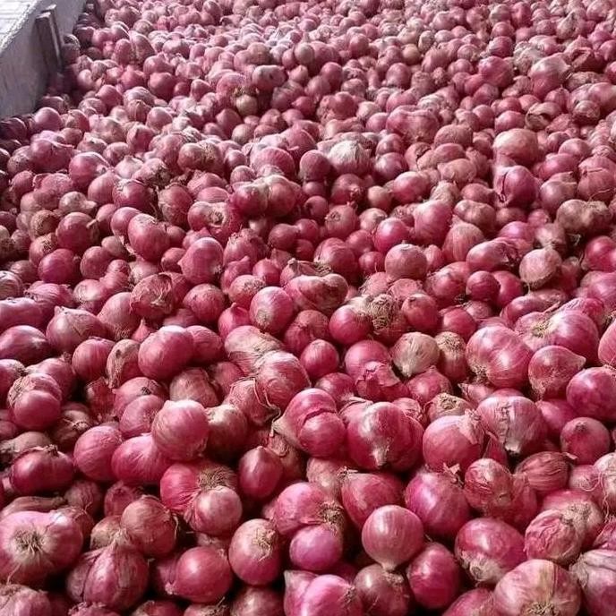 

JH8 Bawang Merah Super 1Kg Bawang Merah Garut Spices