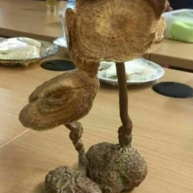 

(Expert) Jamur Susu Harimau 100gram Kering Kemasan Cantik