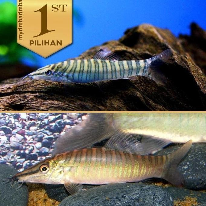 Botia Green Jumbo Tiger Ikan Hias Aquascape Hiasan Aquarium Tanaman Air