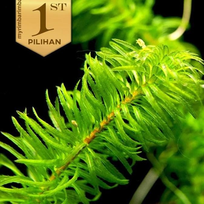 Paket Wabikusa (isi 5) Ganggang Air Egeria Najas Hiasan Aquarium Tanaman Aquascape