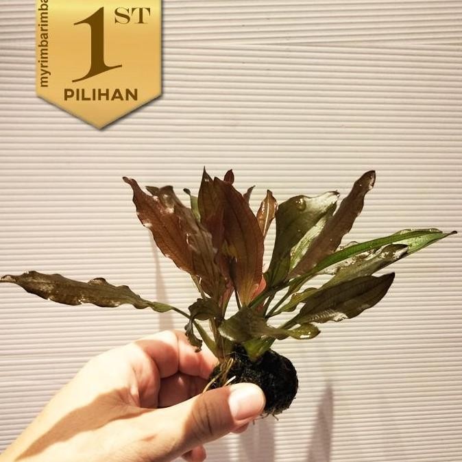 Paket 5 Wabikusa Red Echinodorus Special Rubin Tanaman Air Hiasan Aquascape