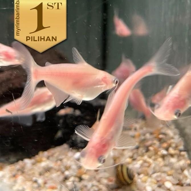 Paket Ternak (isi 10) Patin Albino Ikan Hias Aquascape Hiasan Aquarium / Kolam Tanaman Air