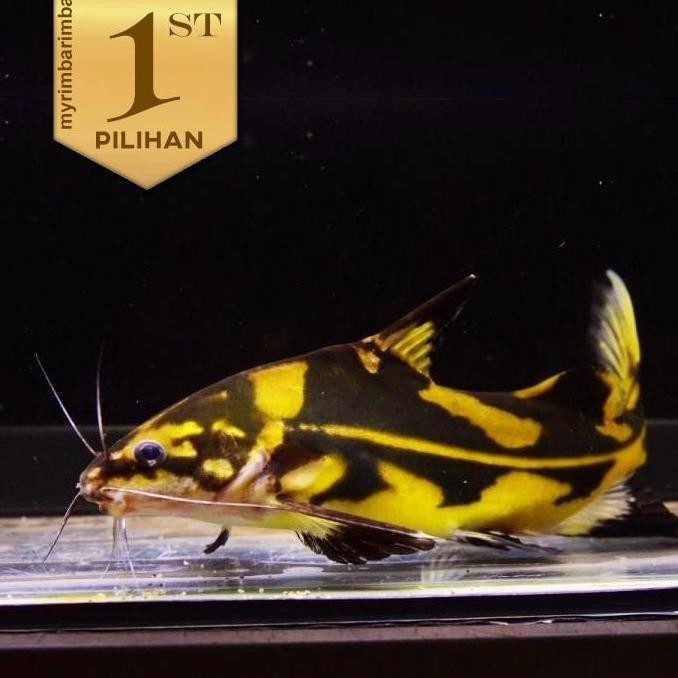 Marble Lancer Catfish Ikan Hias Aquascape Hiasan Aquarium Tanaman Air