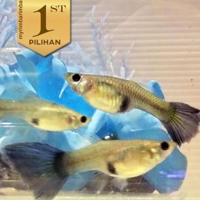 Paket Koloni (isi 10) Guppy Blue Moscow Betina Ikan Hias Aquascape Hiasan Aquarium Tanaman