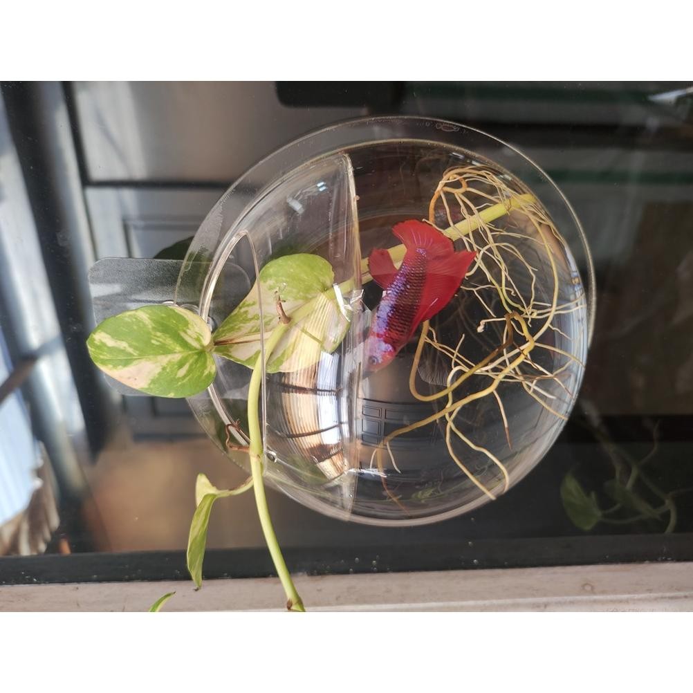 Aquarium Dinding 16,5cm Kecil Untuk Tanaman Hias Atau Vas Bunga