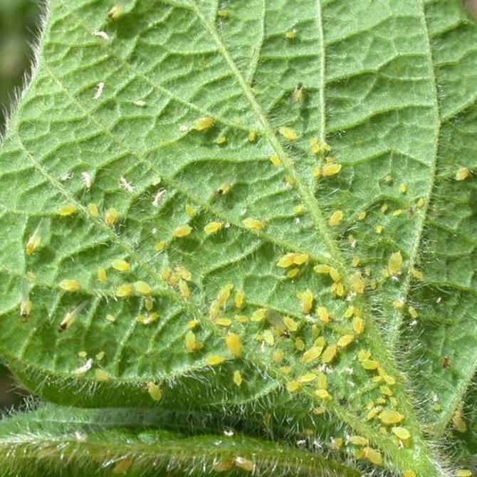 Insektisida Curacron 100 Ml - Produk 100% Original