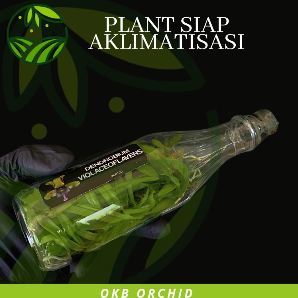 Original Anggrek Botolan Dendrobium Violaceoflavens Bibit Anggrek Dendro Besi Anggrek Besi Qw-7