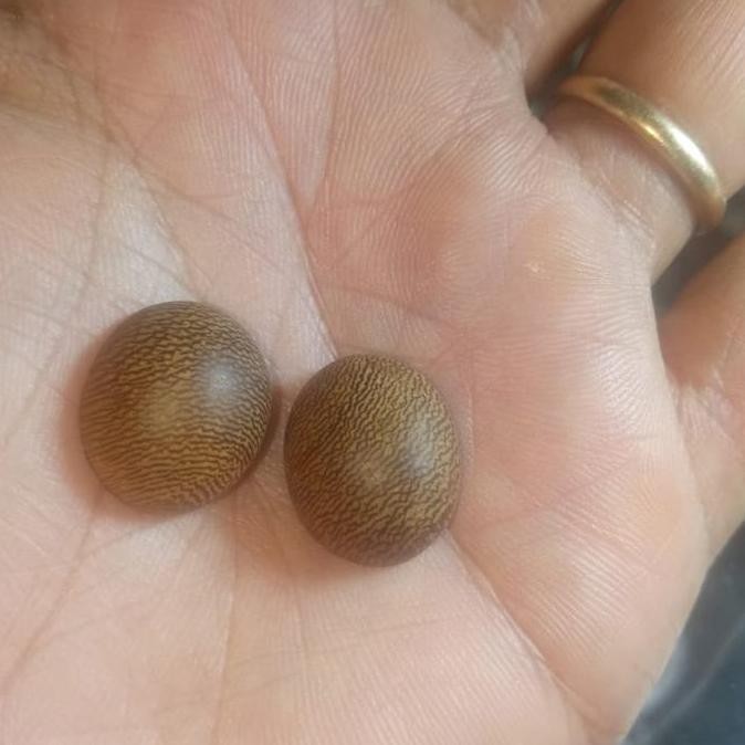 >*>*>*>*] mata cicin les kelor fosil asli 2