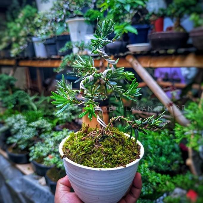 Bonsai Mini Mame Lohansung Biru Micro Lidah Burung Sudah Berkarakter Siap Pajang